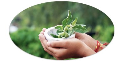 Mentális egyensúly, természetesen: a titokzatos ashwaganda lenyűgöző hatásai